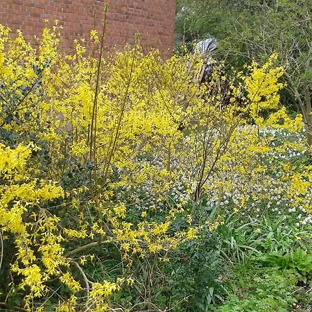 Porshojvej 게스트하우스 스키베